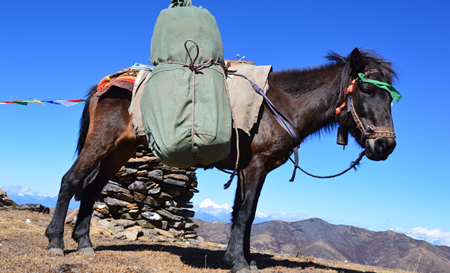 Packpferd auf Trekkingtour in Bhutan mit www.reisenbhutan.ch