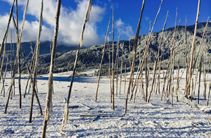 Winterlich verschneites Phobjikha-Tal