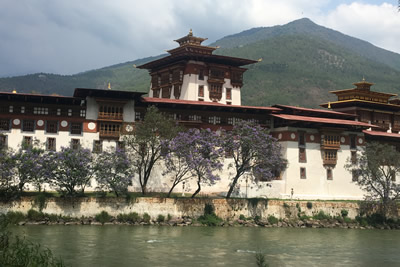 Blick auf den Punakha Dzong mit blühenden Jacaranda Bäumen